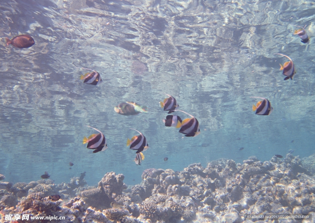 海洋生物