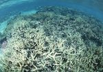 海洋生物