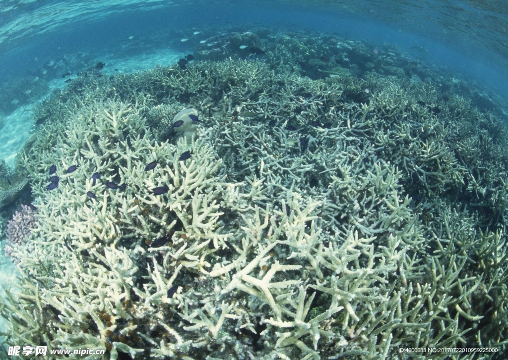 海洋生物