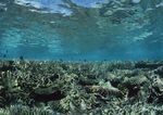 海洋生物