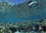 海洋生物