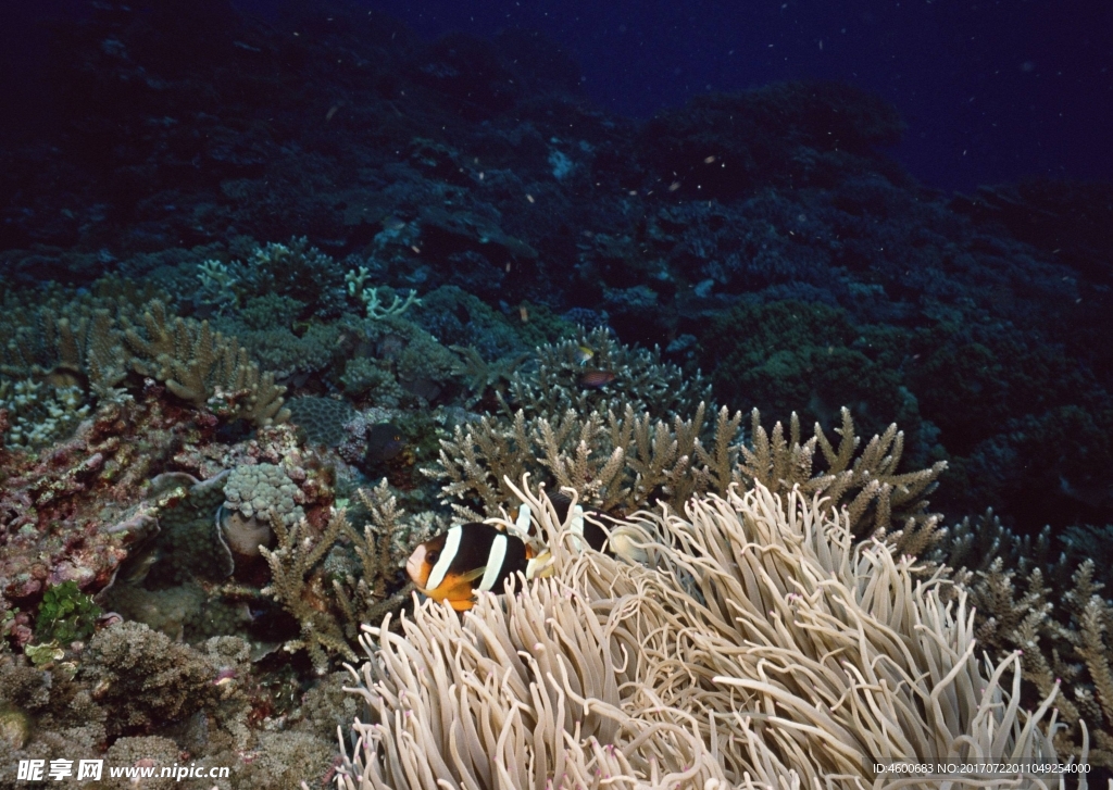 海洋生物