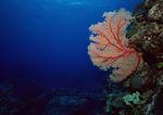 海洋生物