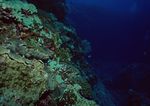 海洋生物