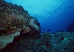 海洋生物