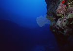 海洋生物
