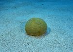 海洋生物