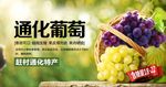 葡萄