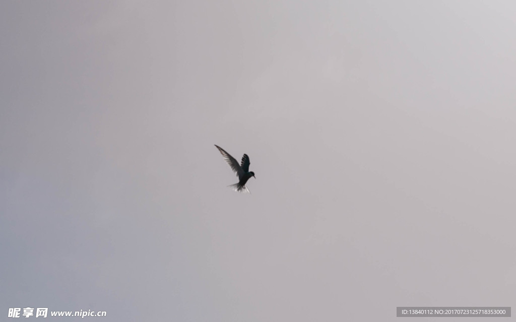 可鲁克湖的飞鸟