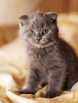 小猫