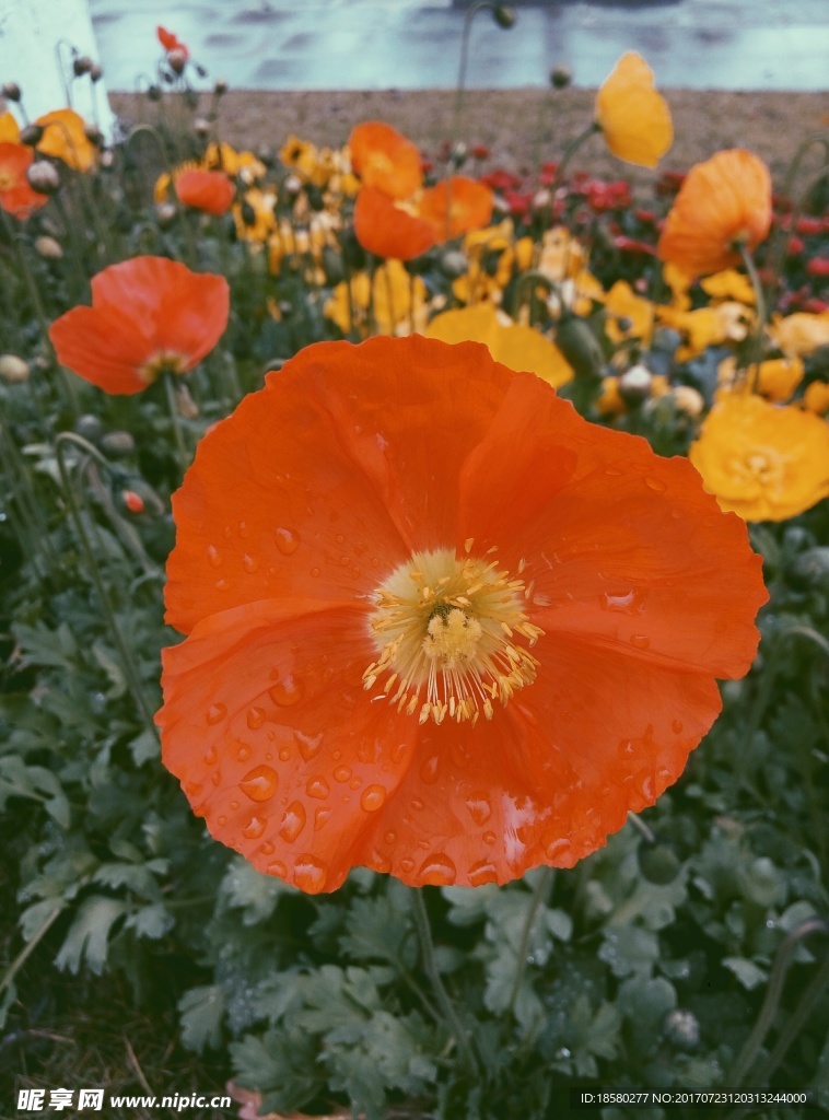 花朵