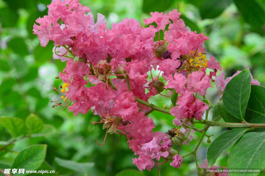 紫薇花