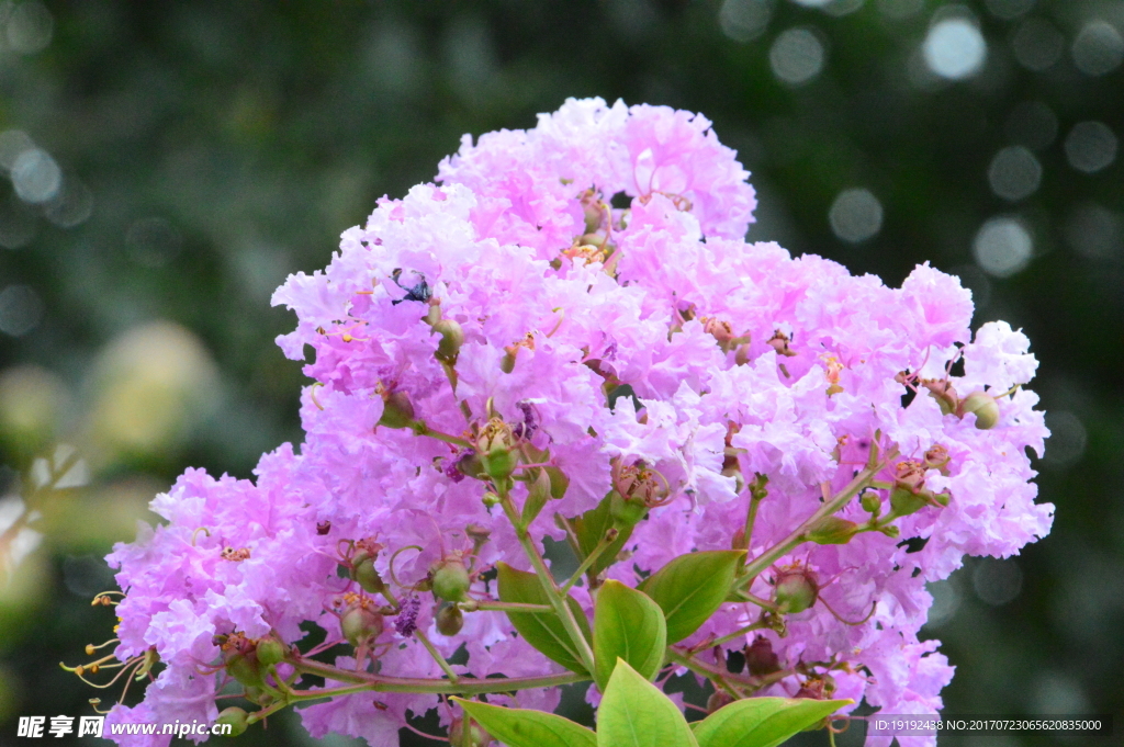 紫薇花