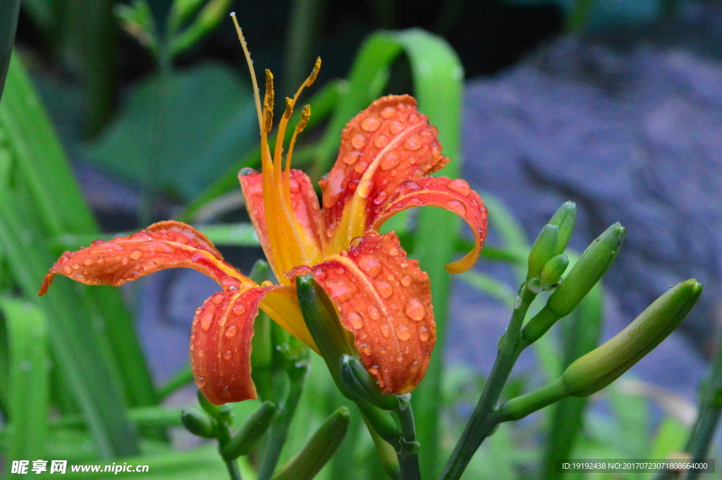 雨露萱草花