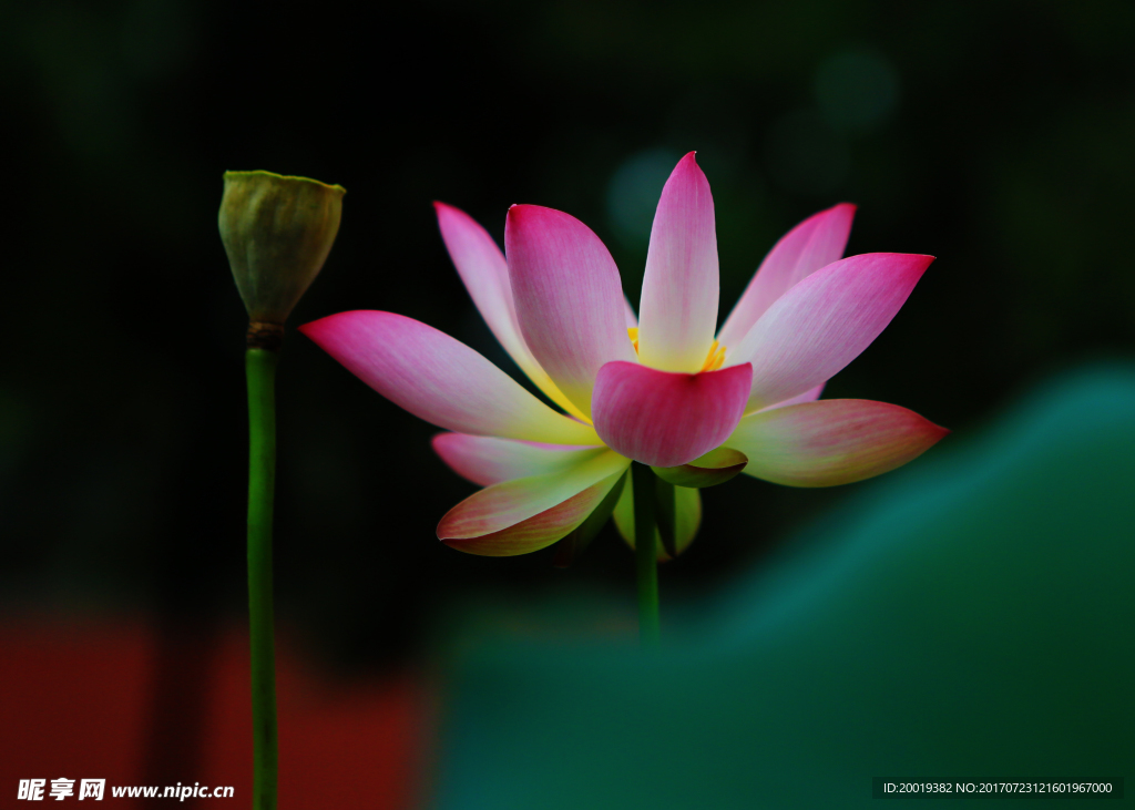 荷花