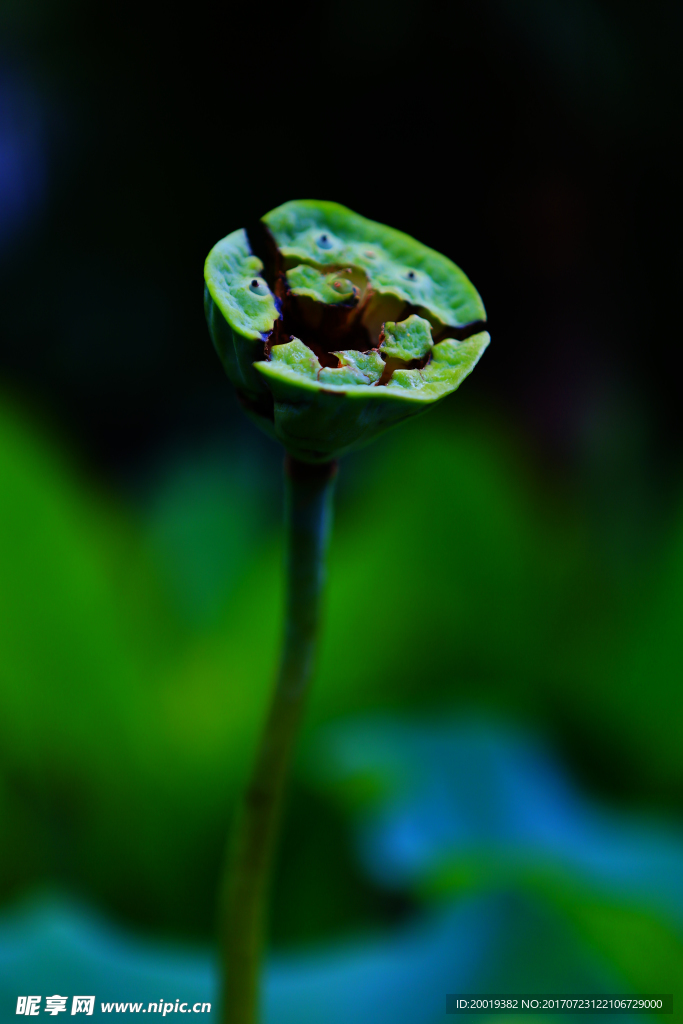 荷花