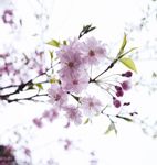 粉色樱花