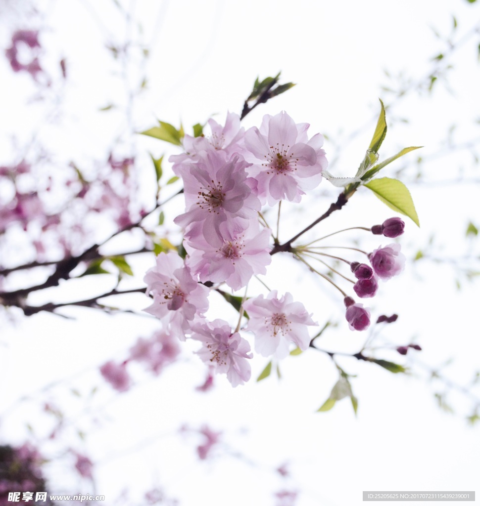 粉色樱花