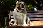 英国斗牛犬蠢萌