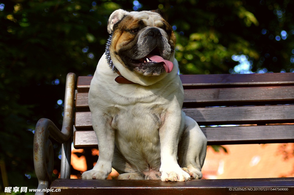 英国斗牛犬蠢萌