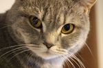 可爱大眼小花猫