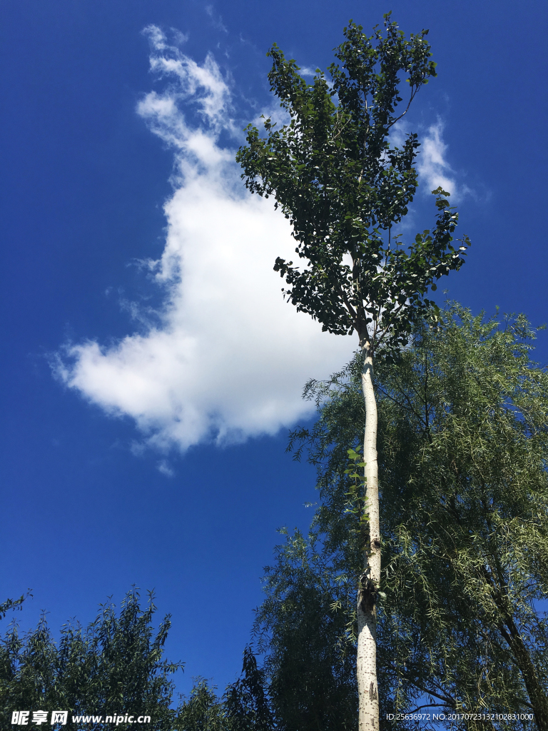 白云树
