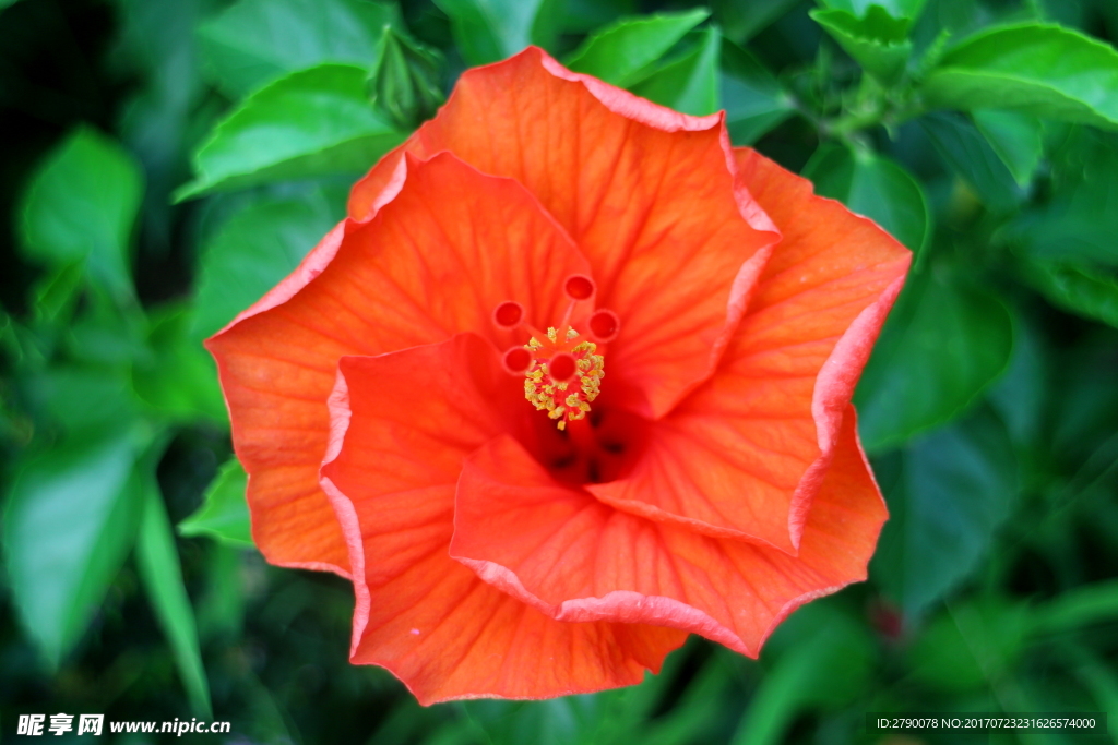芙蓉葵