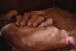 猪