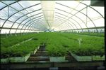 绿色植物