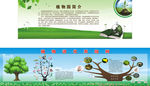 植物进化系统树