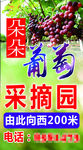 葡萄采摘园