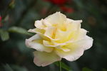 月季花