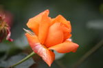 月季花