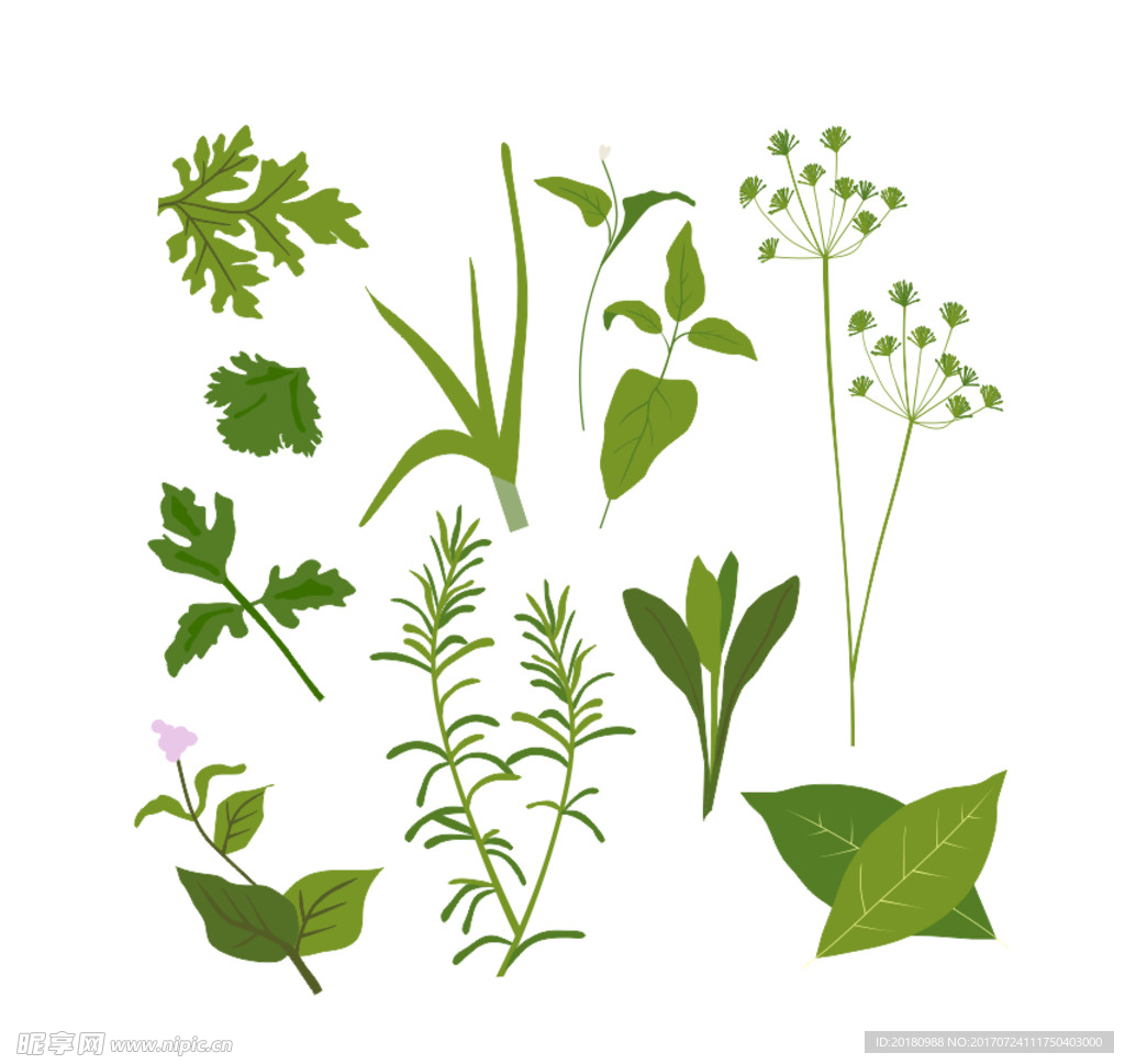 矢量植物
