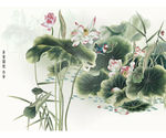 荷花工笔画
