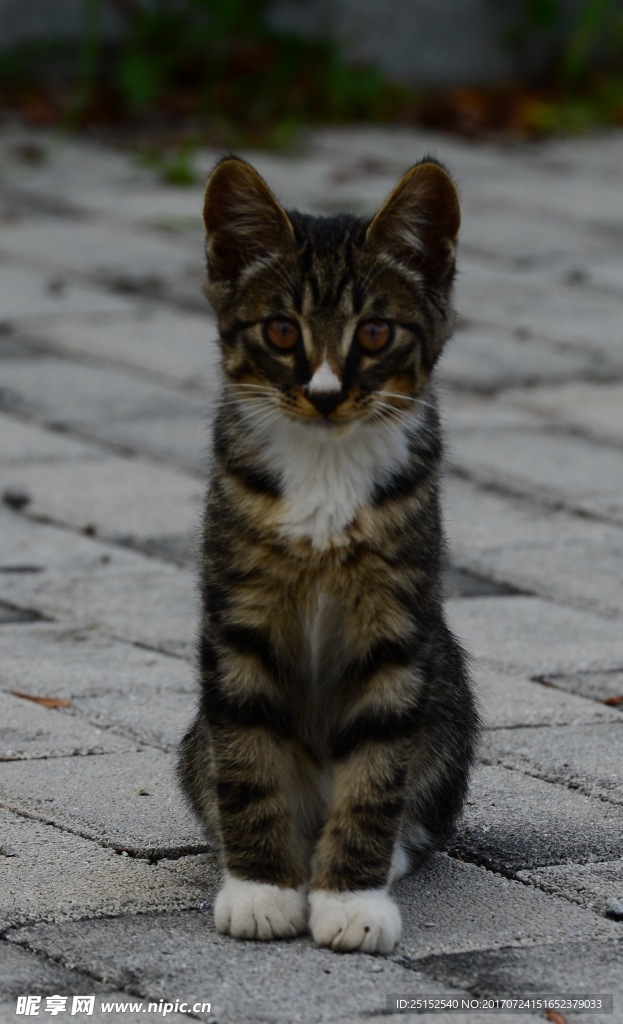 小花猫