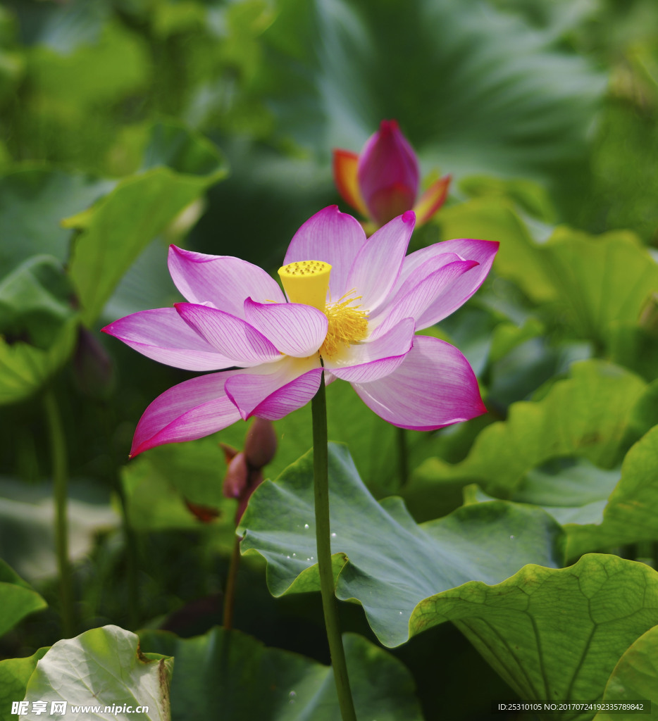 夏荷