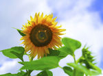 葵花向阳