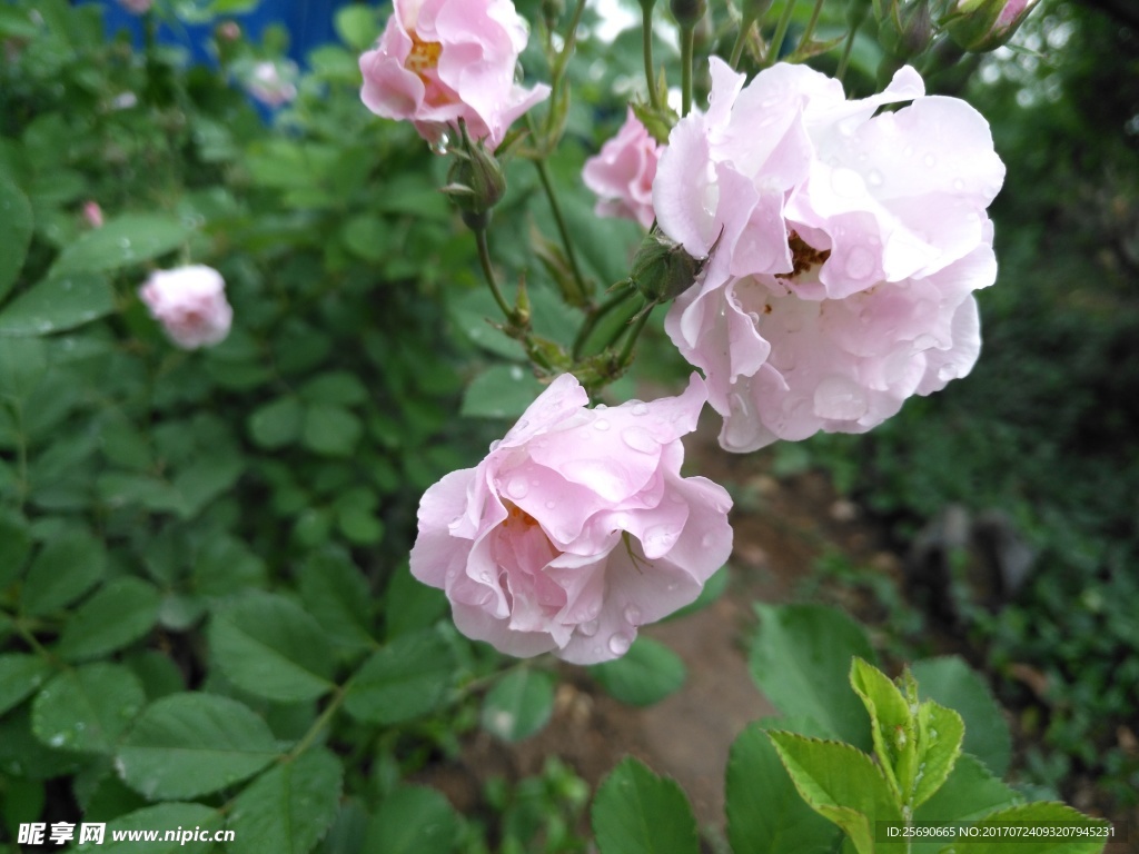 雨后的月季花