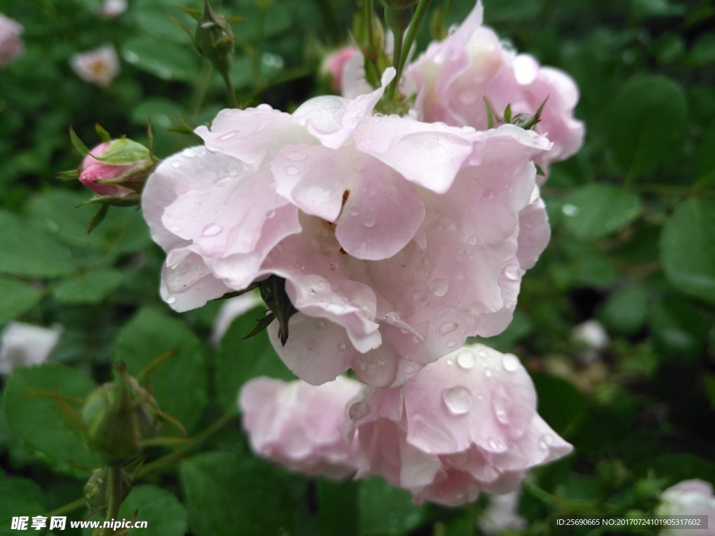 雨后的月季花