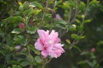 木槿
