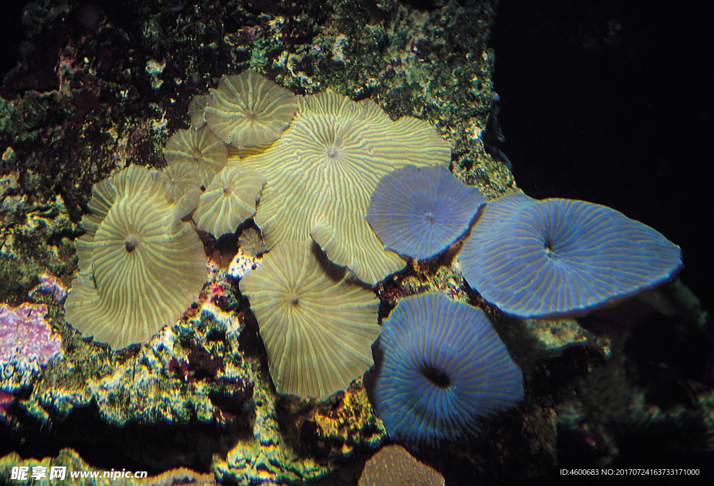 海底生物