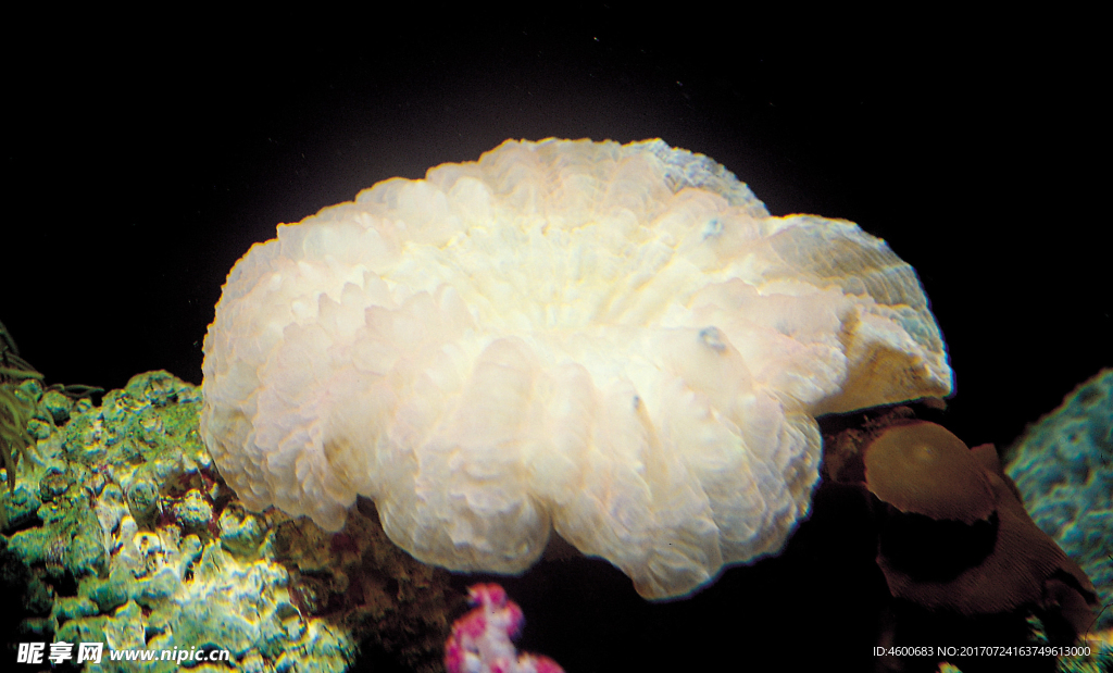 海底生物