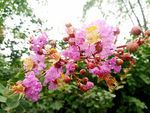 紫薇花