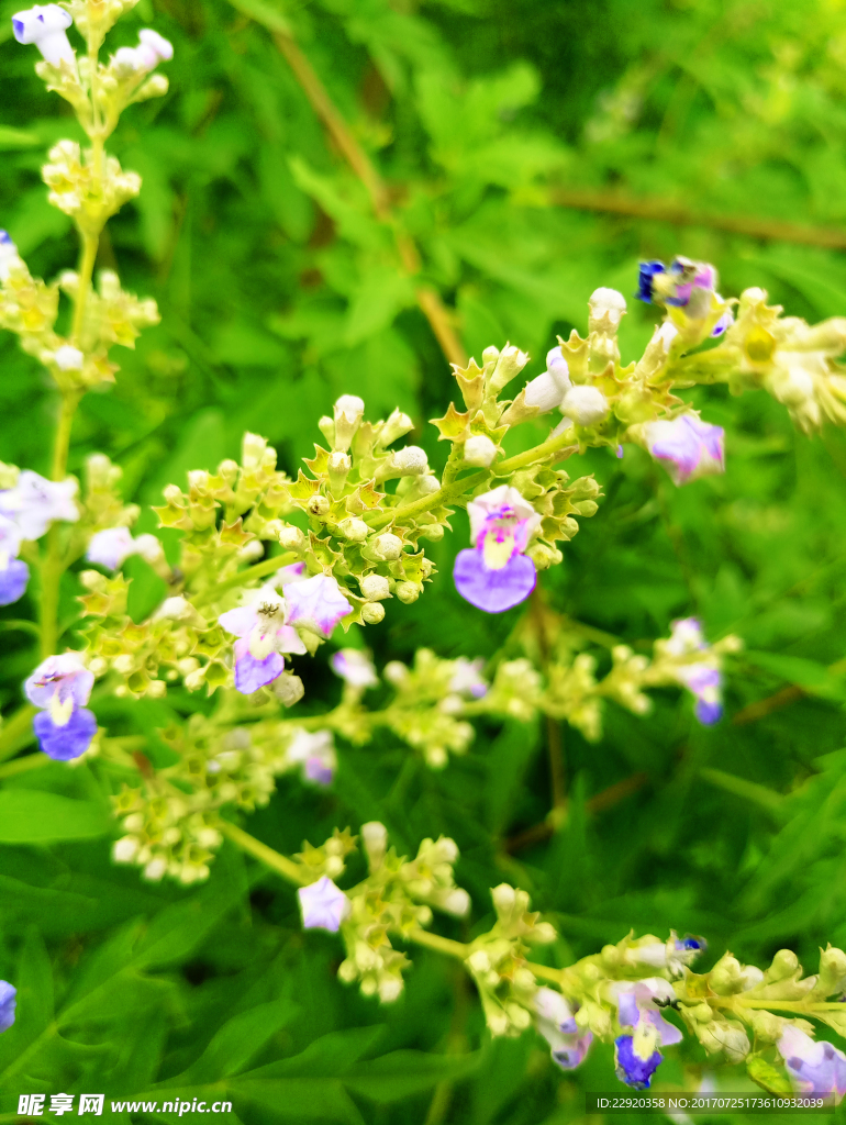 紫色的花