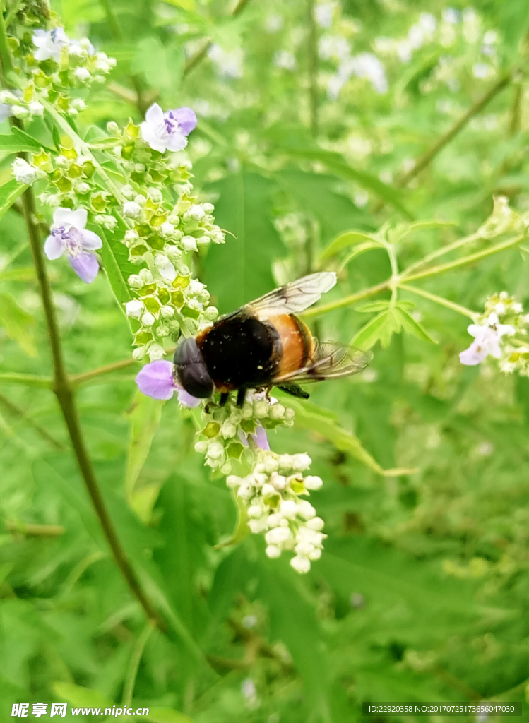 蜜蜂