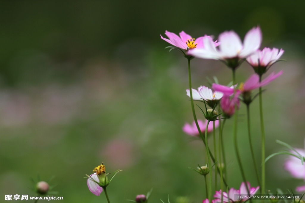 格桑花