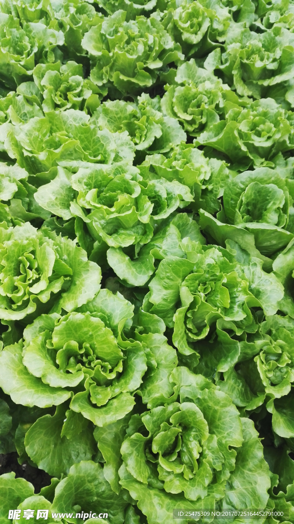 生菜