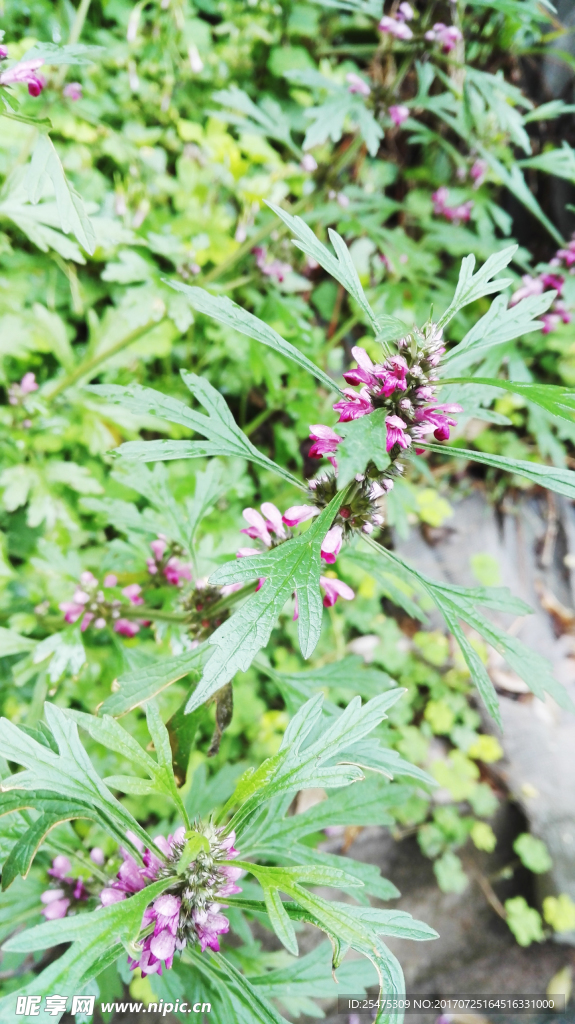 艾草