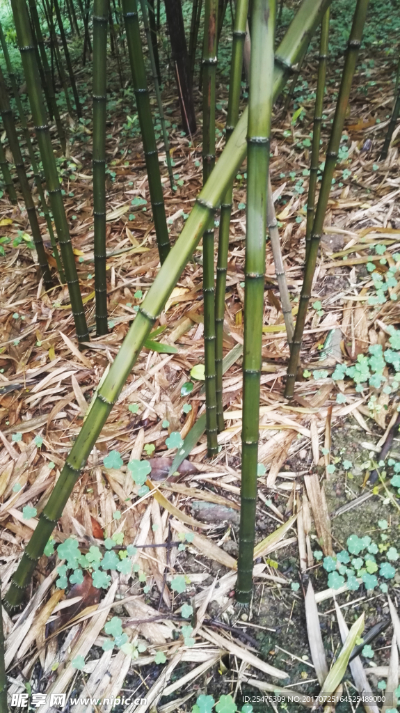 竹子